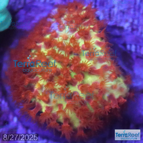 Stardust "Stylo" Stylocoeniella WYSIWYG Frag 6