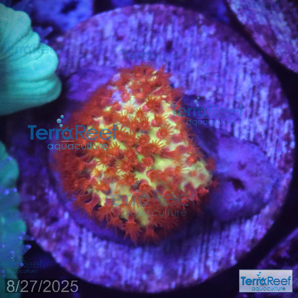 Stardust "Stylo" Stylocoeniella WYSIWYG Frag 6Left