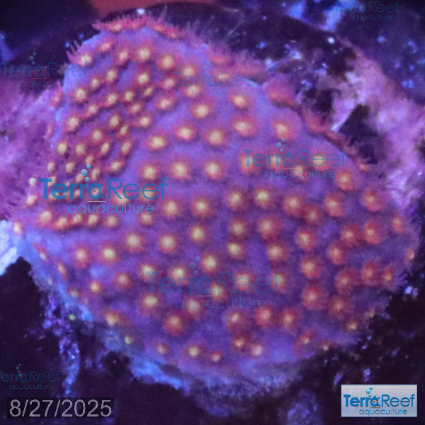Stardust "Stylo" Stylocoeniella WYSIWYG Frag 5