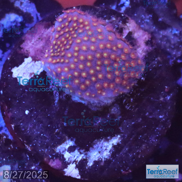 Stardust "Stylo" Stylocoeniella WYSIWYG Frag 5