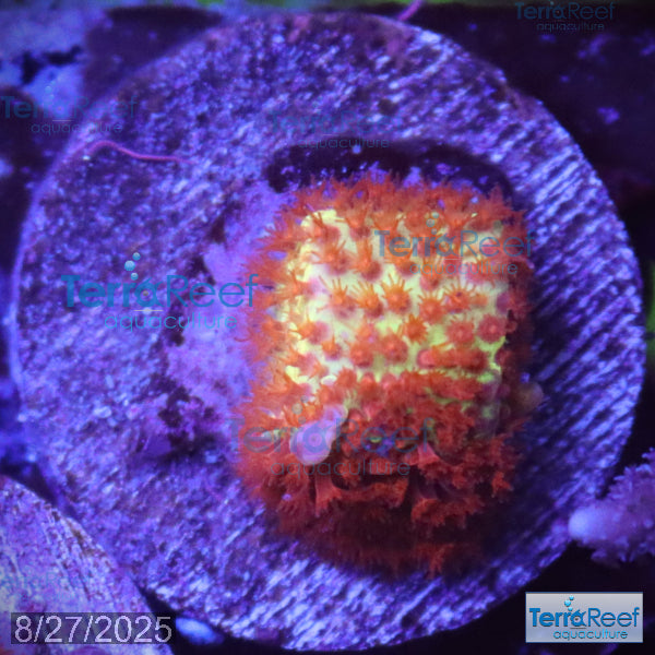 Burning Banana Stylocoeniella WYSIWYG Frag 3Right