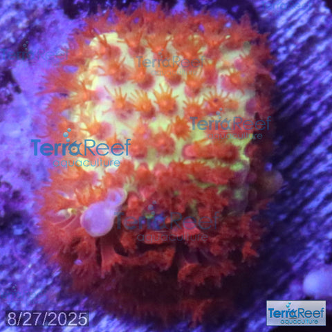 Burning Banana Stylocoeniella WYSIWYG Frag 3Right