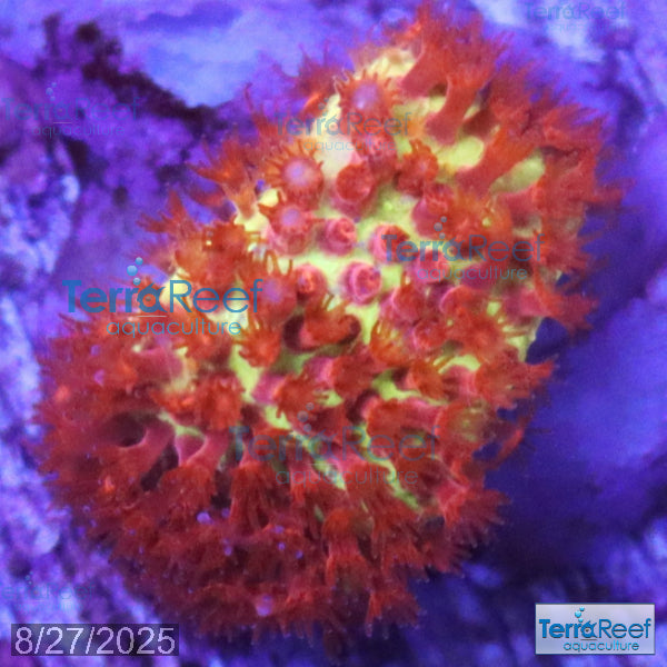 Stardust "Stylo" Stylocoeniella WYSIWYG Frag 5