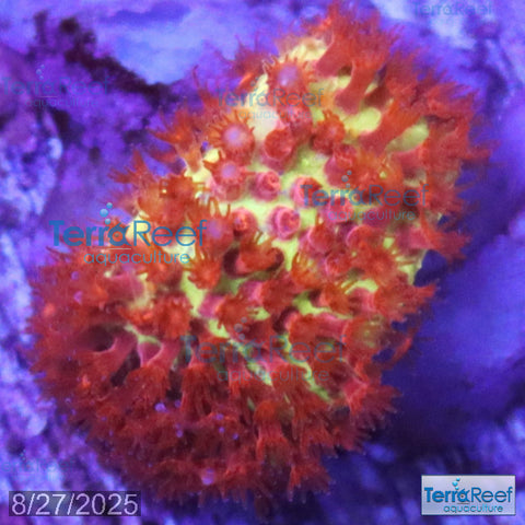 Stardust "Stylo" Stylocoeniella WYSIWYG Frag 5