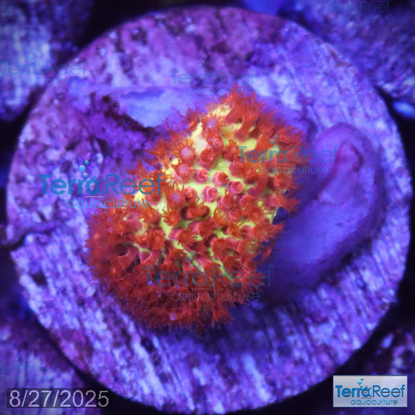 Stardust "Stylo" Stylocoeniella WYSIWYG Frag 5Center