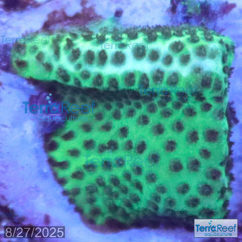 Porites Coral Aquacultured SPS WYSIWYG Frag 11