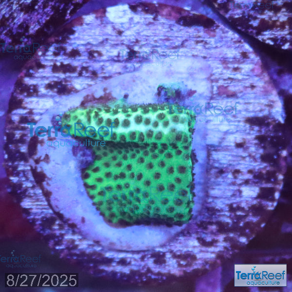 Porites Coral Aquacultured SPS WYSIWYG Frag 11Left