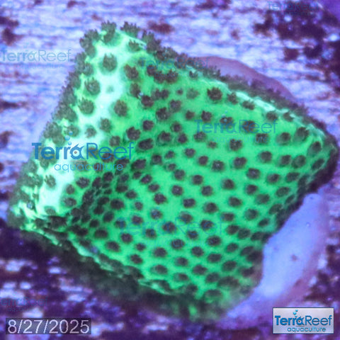 Porites Coral Aquacultured SPS WYSIWYG Frag 10