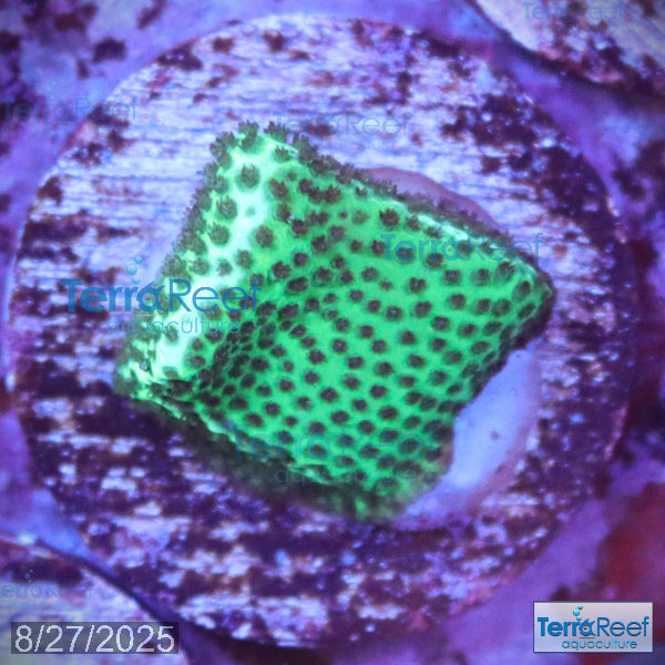 Porites Coral Aquacultured SPS WYSIWYG Frag 10Center