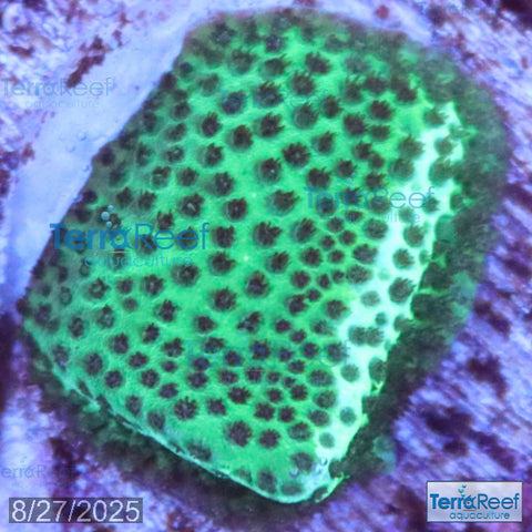 Porites Coral Aquacultured SPS WYSIWYG Frag 9