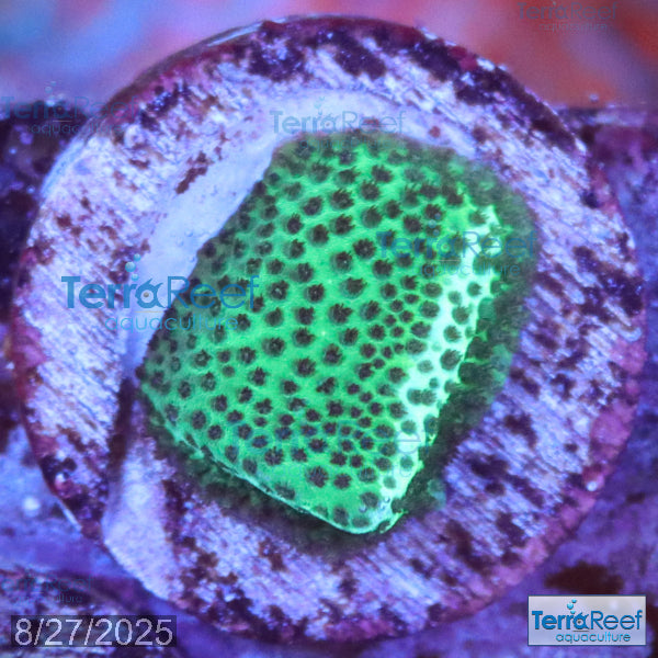 Porites Coral Aquacultured SPS WYSIWYG Frag 9Right