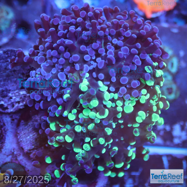 TerraReef MF Sweet Rainbow Bicolor Frogspawn WYSIWYG 23