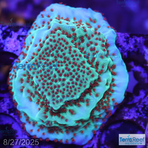Mind Trick Montipora WYSIWYG Frag 21 XL!