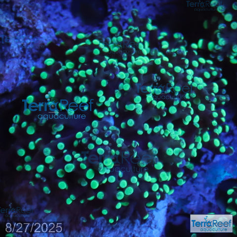 Green frogspawn WYSIWYG Frag 50