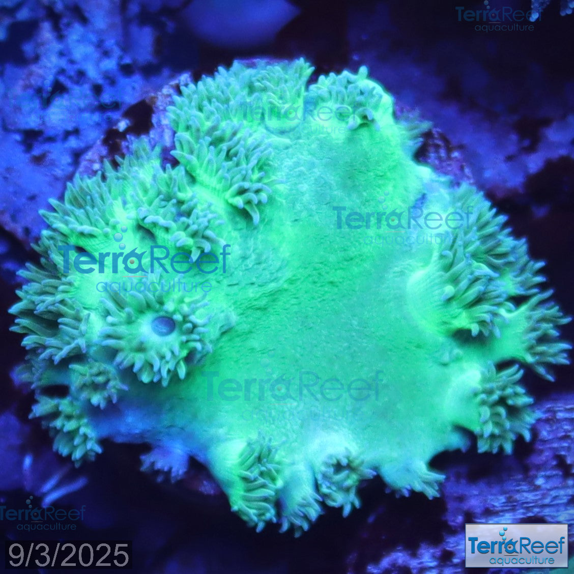 Pagoda cup coral (Turbinaria sp.) WYSIWYG Frag 34