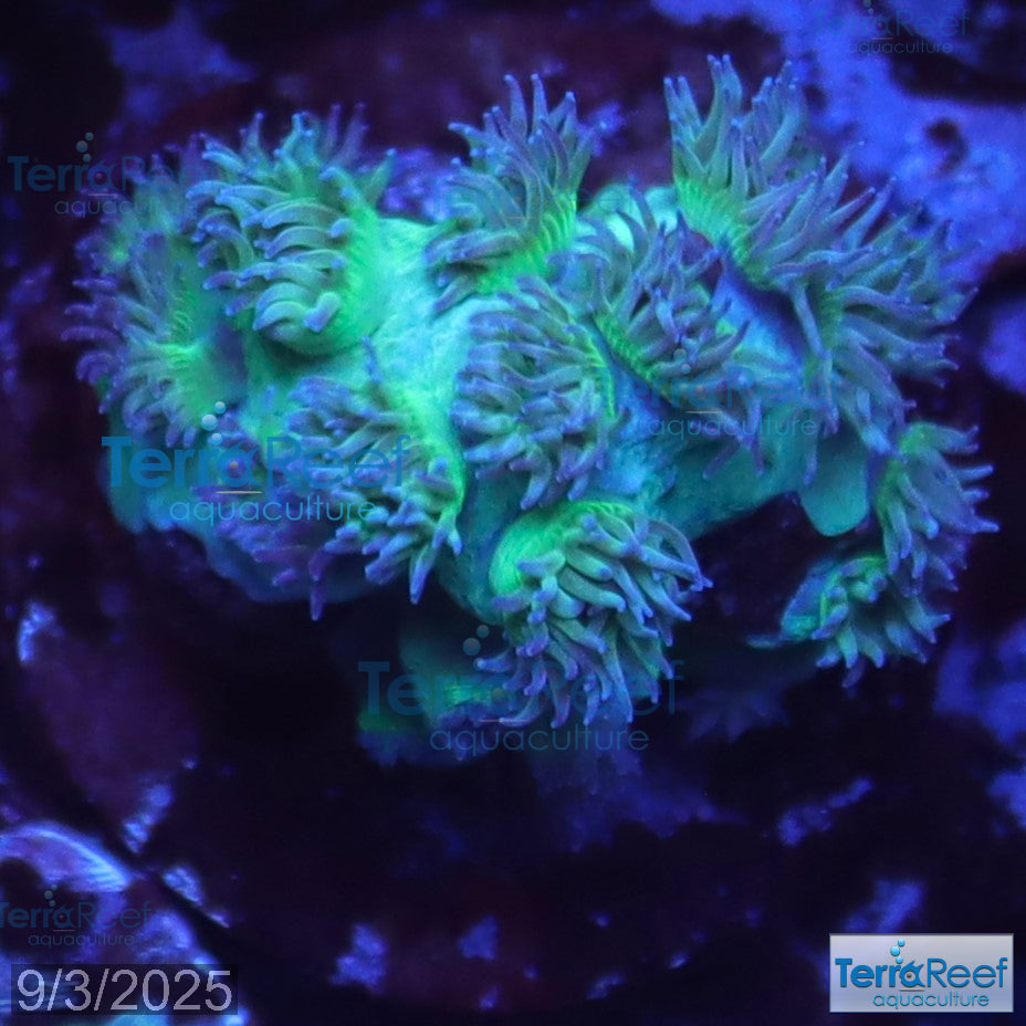 Pagoda cup coral (Turbinaria sp.) WYSIWYG Frag 35