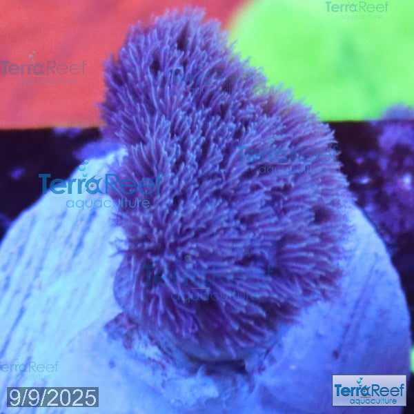 Colt Coral Soft Finger Leather Sinularia WYSIWYG Frag 5Left