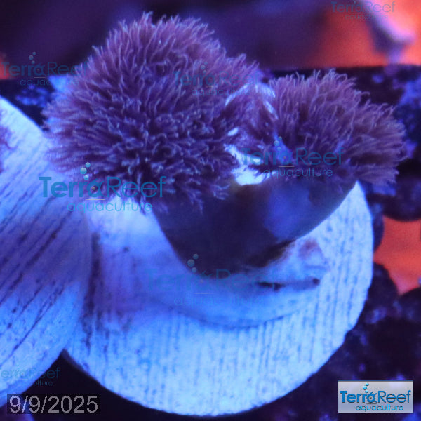 Colt Coral Soft Finger Leather Sinularia WYSIWYG Frag 7Right