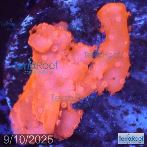 Setosa Coral WYSIWYG Frag 34Left