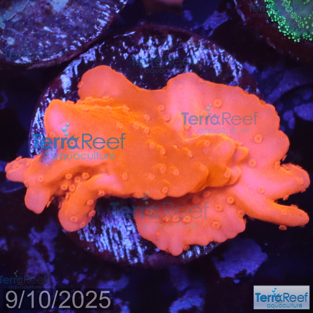 Setosa Coral WYSIWYG Frag 32Left