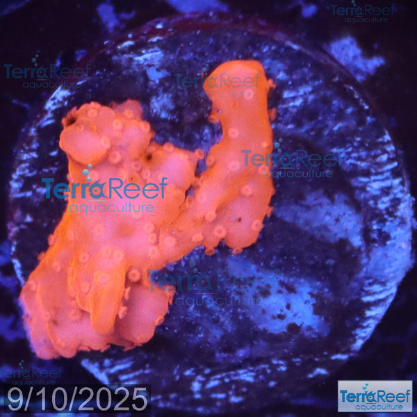 Setosa Coral WYSIWYG Frag 34Left
