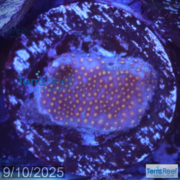 Stardust "Stylo" Stylocoeniella WYSIWYG Frag 8Left