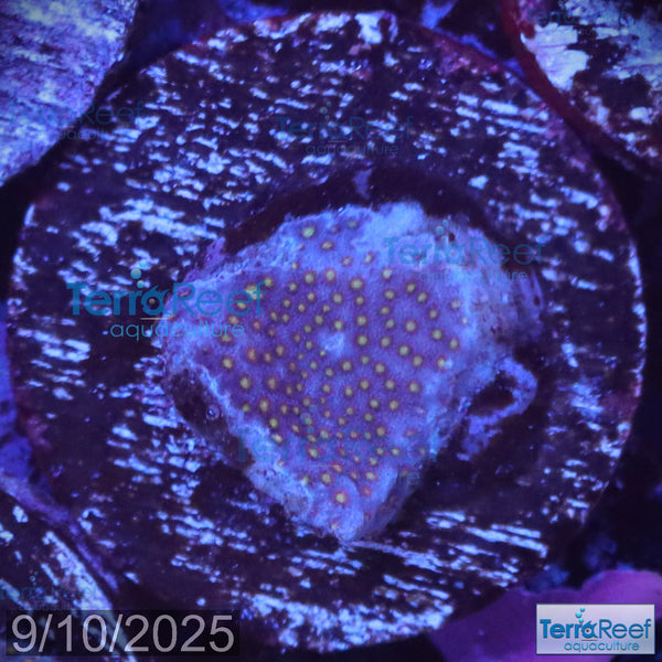 Stardust "Stylo" Stylocoeniella WYSIWYG Frag 7MidLeft