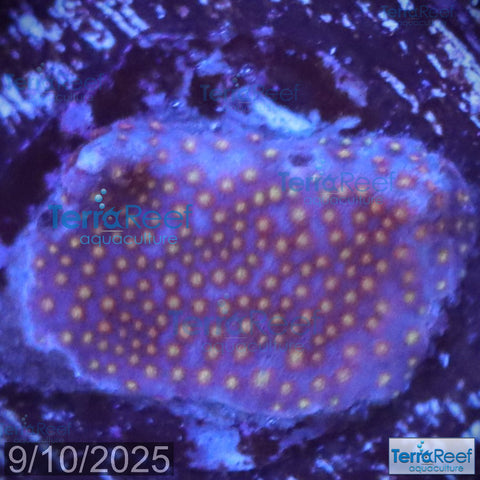 Stardust "Stylo" Stylocoeniella WYSIWYG Frag 8Left