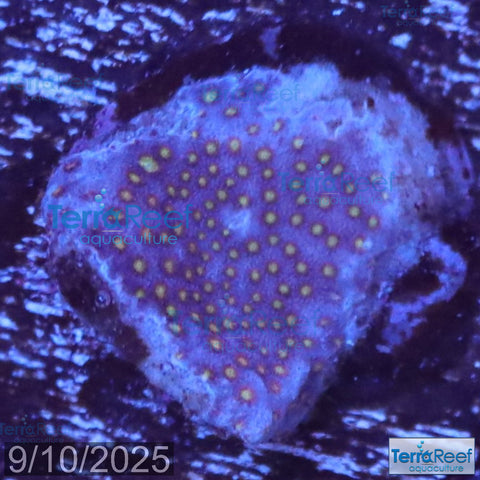 Stardust "Stylo" Stylocoeniella WYSIWYG Frag 7MidLeft