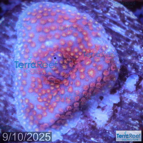 Stardust "Stylo" Stylocoeniella WYSIWYG Frag 6Right