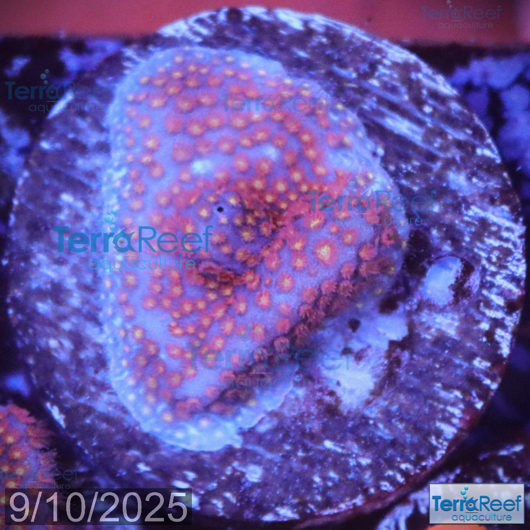 Stardust "Stylo" Stylocoeniella WYSIWYG Frag 6Right