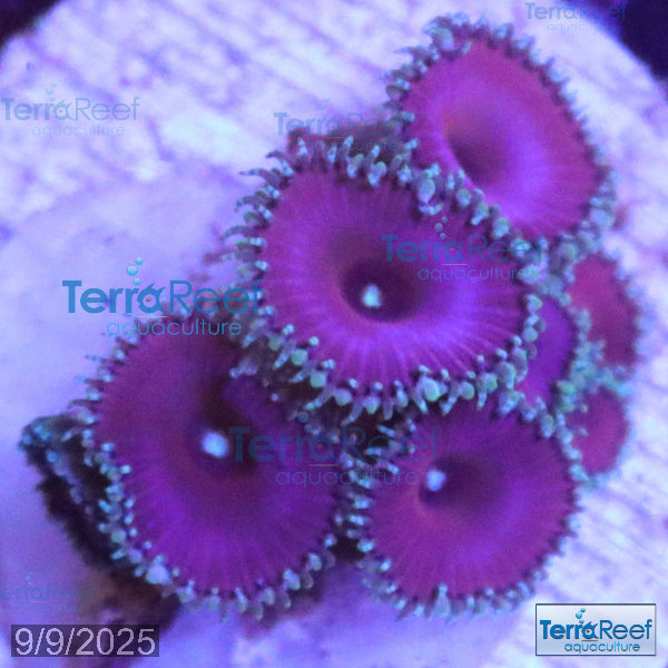 Purple Death Paly WYSIWYG Frag 31