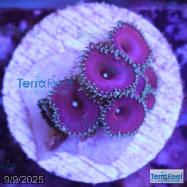 Purple Death Paly WYSIWYG Frag 31