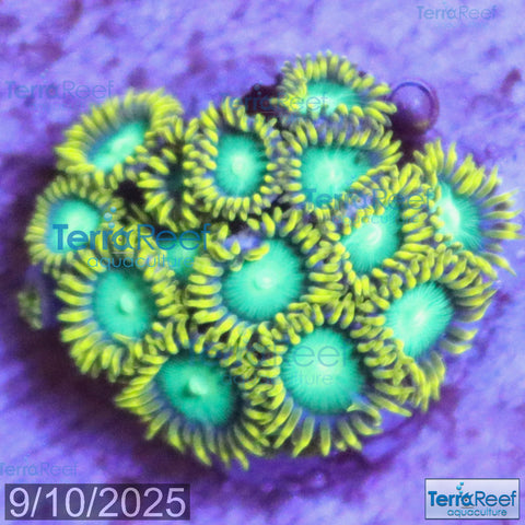Radioactive Dragon Eyes Zoanthids WYSIWYG Frag 30