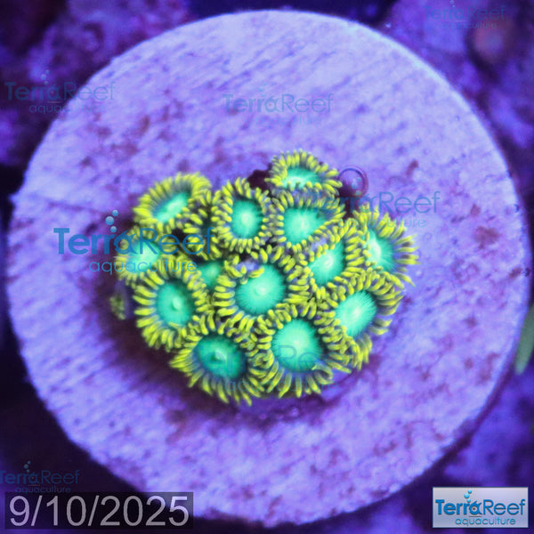 Radioactive Dragon Eyes Zoanthids WYSIWYG Frag 32