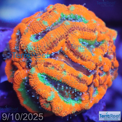 Raging Storm Micromussa "Acan lord" WYSIWYG Frag 13XL