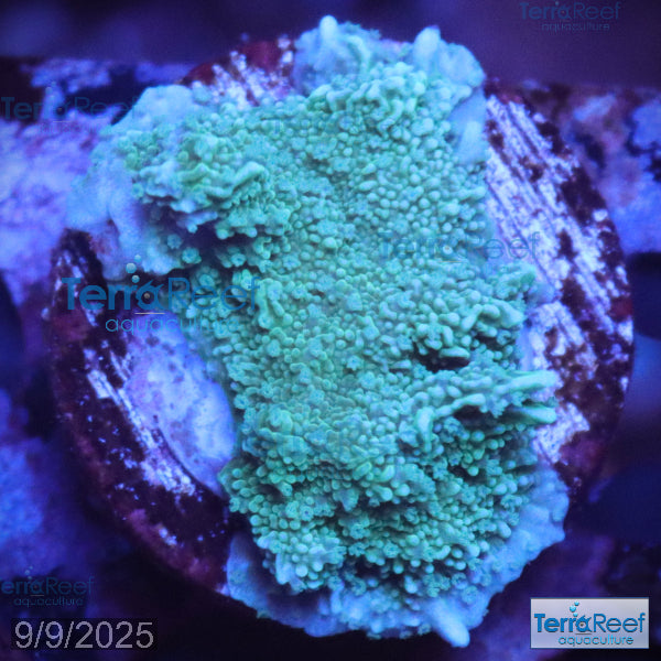 Elkhorn Montipora Aquacultured Quarantined SPS Frag under blue or actinic lighting