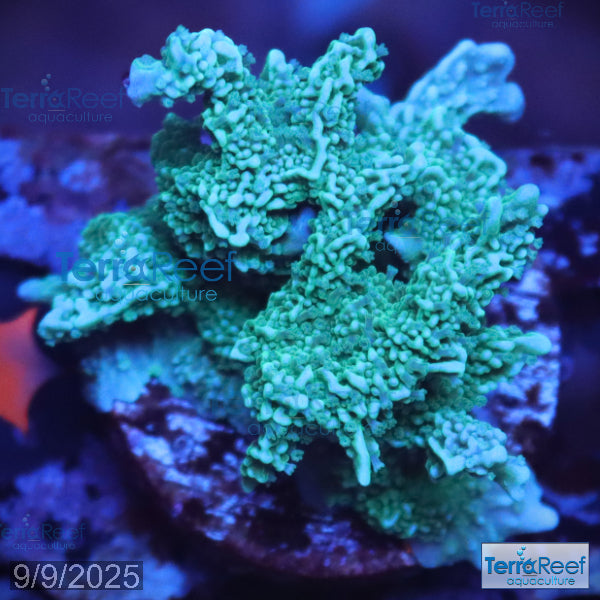 Elkhorn Monti Aquacultured QTed SPS Stony Frag Stock