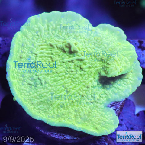 Green Montipora capricornis WYSIWYG Frag 28