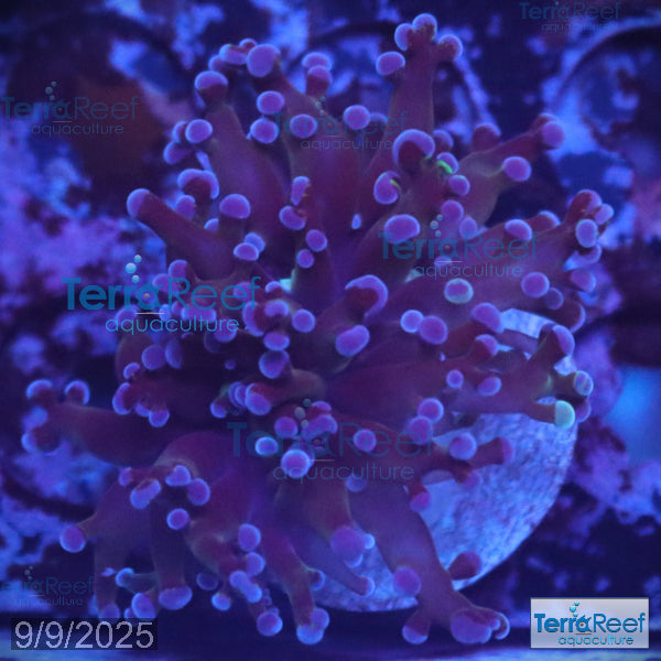 TerraReef Sweet Purple Frogspawn Coral WYSIWYG Frag6