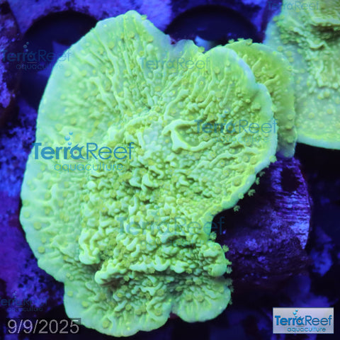 Green Montipora capricornis WYSIWYG Frag 27
