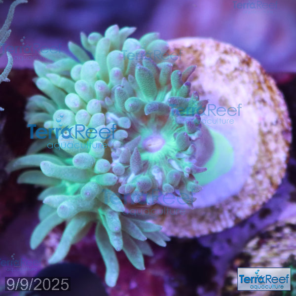 Duncan Coral Duncanopsammia axigua WYSIWYG 28Right