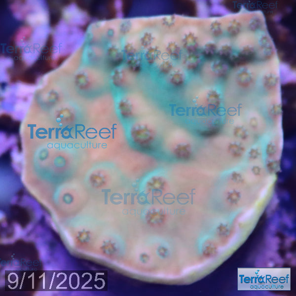Green Scroll WYSIWYG Coral Frag 15