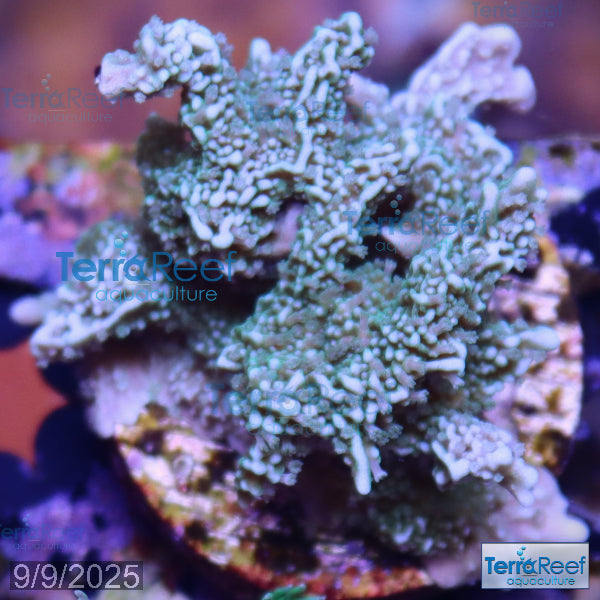 Elkhorn Montipora Aquacultured Quarantined SPS Frag Stock