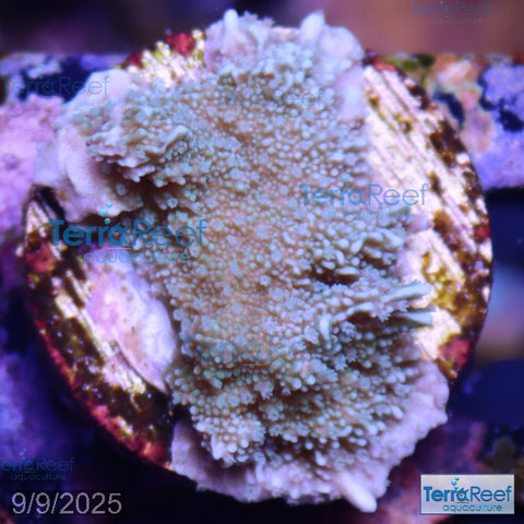 Elkhorn Montipora Frag WYSIWYG 12