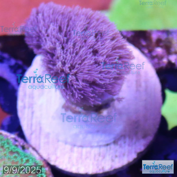 Colt Coral Soft Finger Leather Sinularia WYSIWYG Frag 5Left