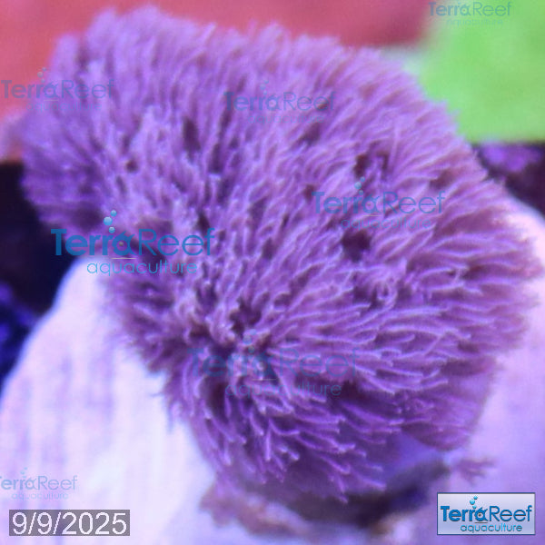 Colt Coral Soft Finger Leather Sinularia WYSIWYG Frag 5Left
