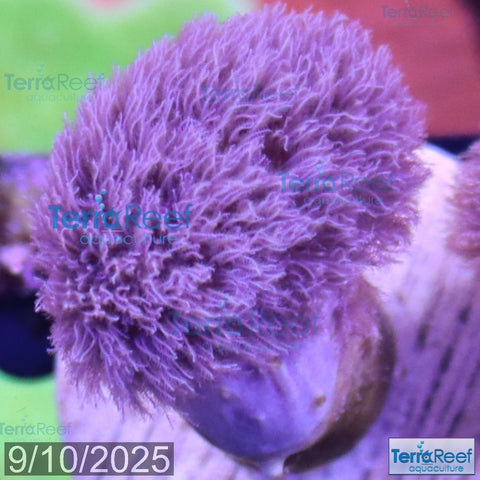 Colt Coral Soft Finger Leather Sinularia WYSIWYG Frag 6Center