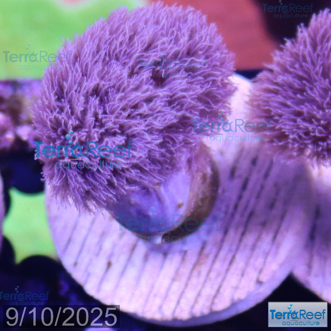 Colt Coral Soft Finger Leather Sinularia WYSIWYG Frag 6Center