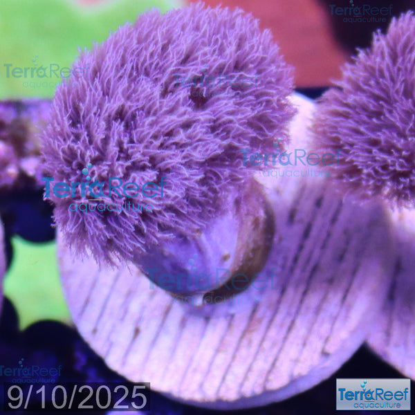 Colt Coral Soft Finger Leather Sinularia WYSIWYG Frag 6Center
